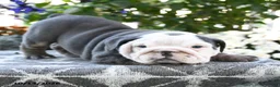 English Bulldog dogs for sale: Tallulah - Ad 3