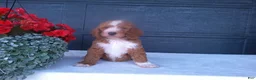 Goldendoodle dogs for sale: Chase - Ad 9