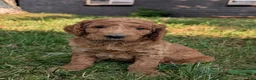 Goldendoodle dogs for sale: Rusty  - Ad 9