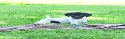German Shorthaired Pointer dogs for sale: Rain - Ad 2