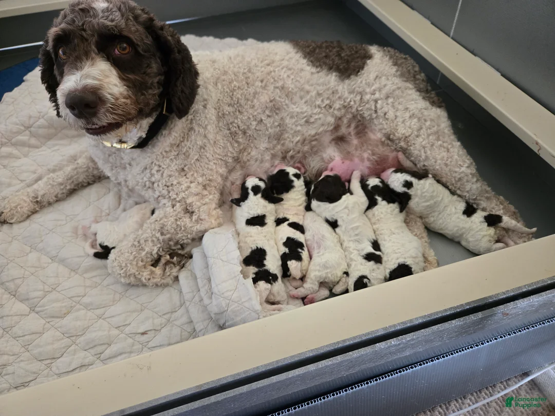 Spanish Water Dog dogs for sale: Spanish Water Dog Puppy 3 - Ad 1