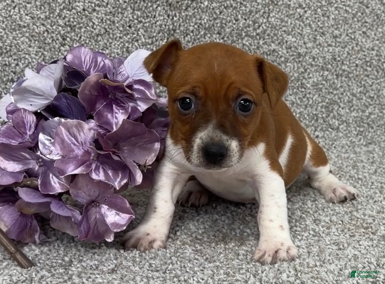 Jack Russell Terrier dogs Valerie - Ad 1