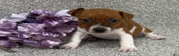 Jack Russell Terrier dogs for sale: Valerie - Ad 1