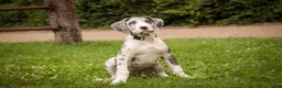 Great Dane dogs for sale: Stella - Ad 5