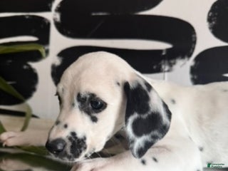 Dalmatian dogs Poppi - Ad 21