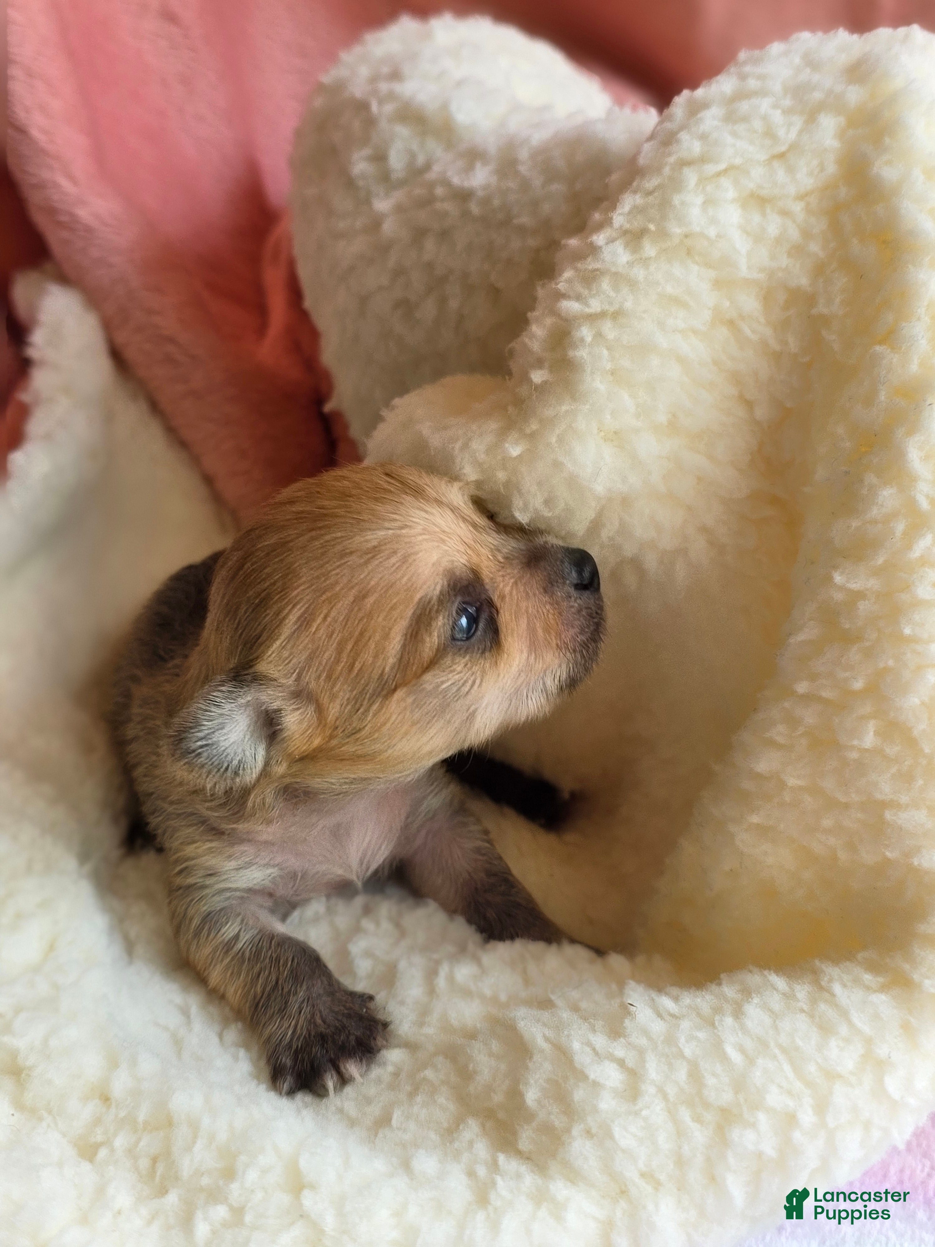 Mixed Breed dogs Button - Ad 1