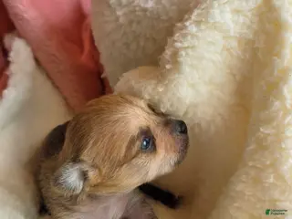 Mixed Breed dogs for sale: Button - Ad 4