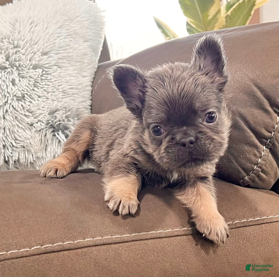 French Bulldog dogs for sale: Bobby - Ad 3