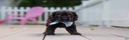 Cocker Spaniel dogs for sale: Mason - Ad 4