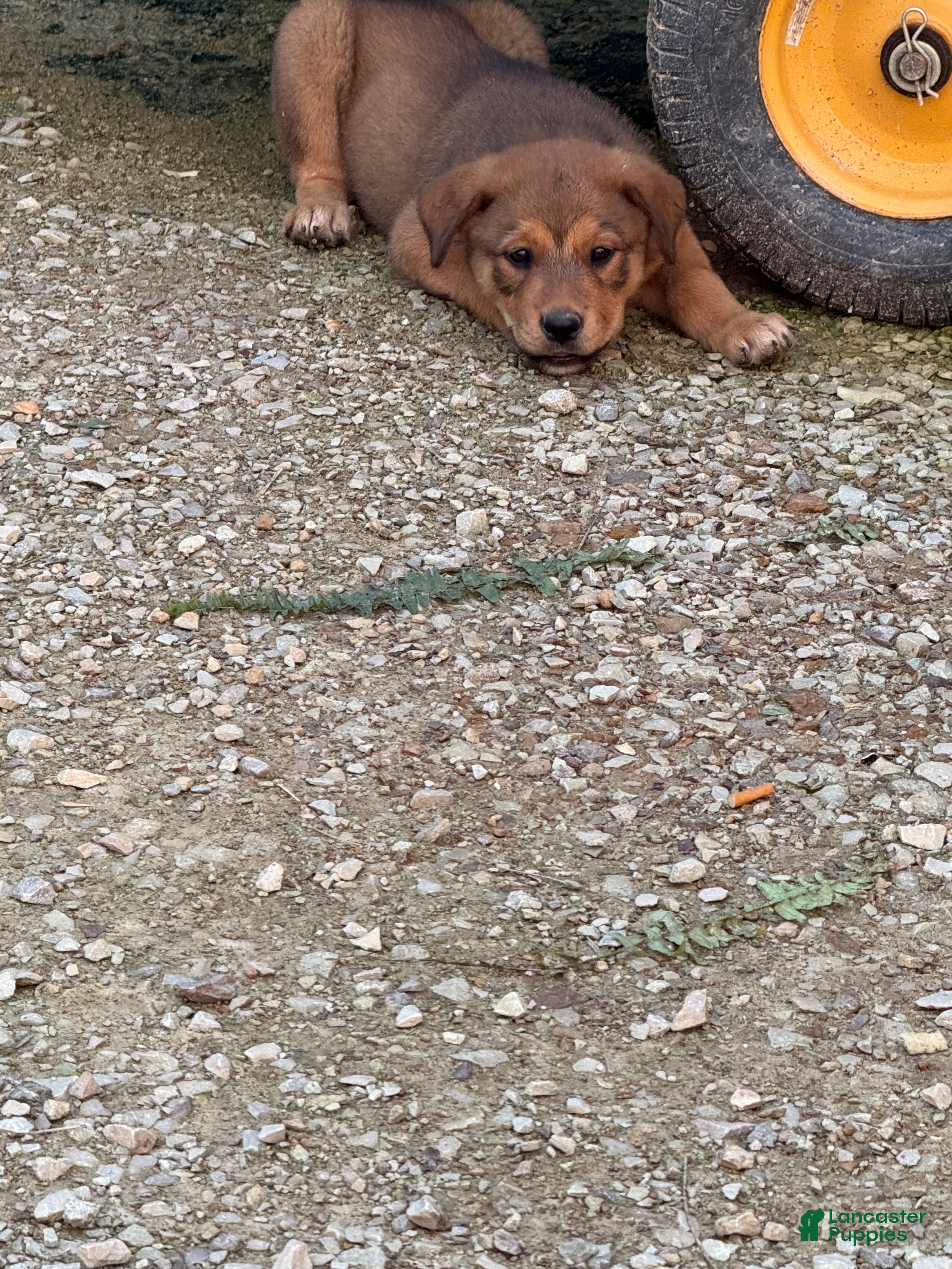 Mixed Breed dogs Jolene - Ad 1