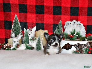 Chihuahua dogs Salem - Ad 14