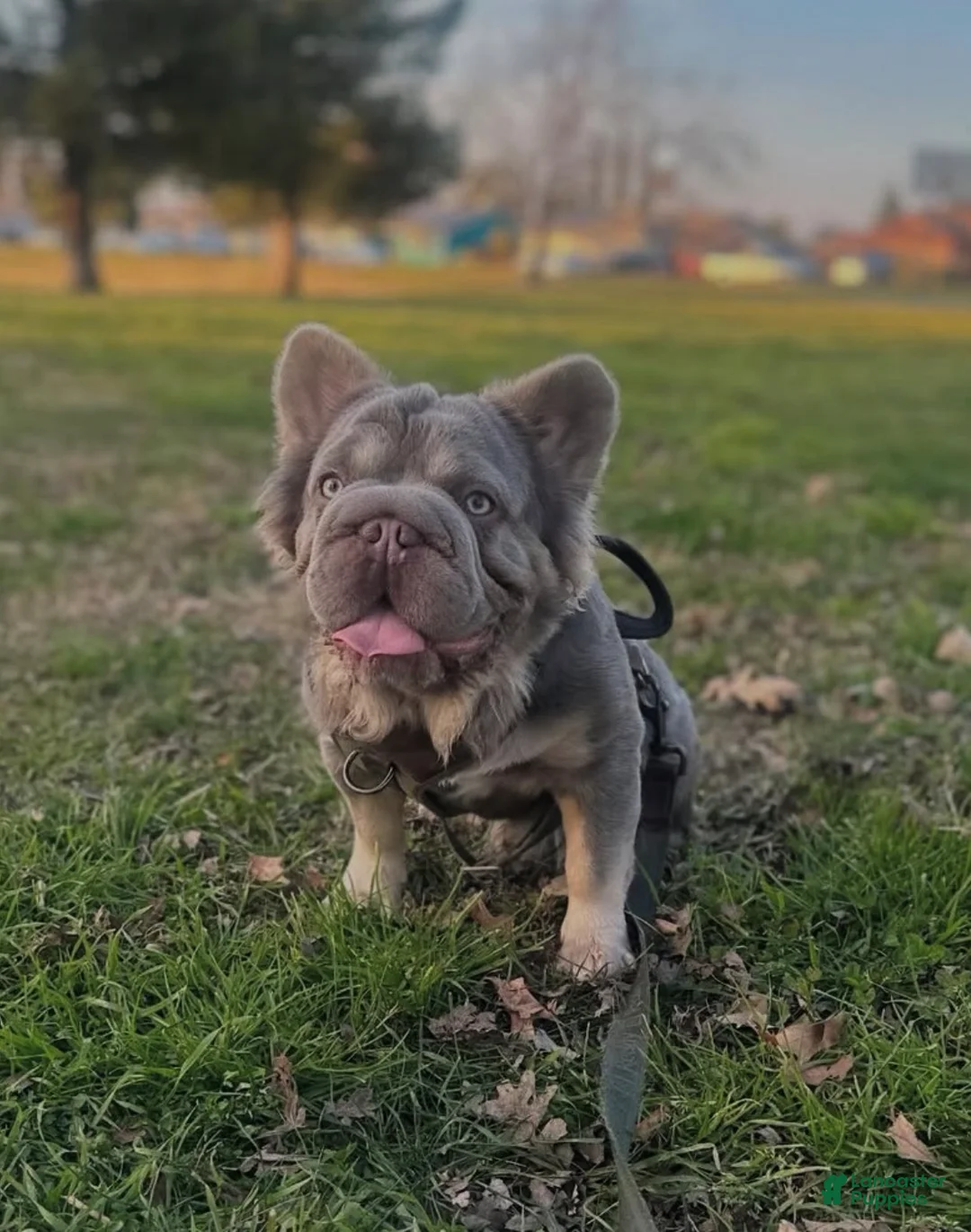 French Bulldog dogs for sale: Lilac tan Fluffy Female  - Ad 9