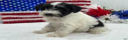 Miniature Schnauzer dogs for sale: Piper Female 3 - Ad 2