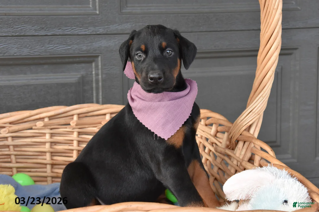 Doberman Pinscher dogs for sale: Mopsy - Ad 1