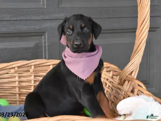 Doberman Pinscher dogs for sale: Mopsy - Ad 2