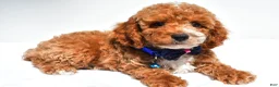 Cockapoo dogs for sale: Trevor - Ad 2