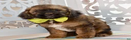 Cockapoo dogs for sale: True - Ad 3