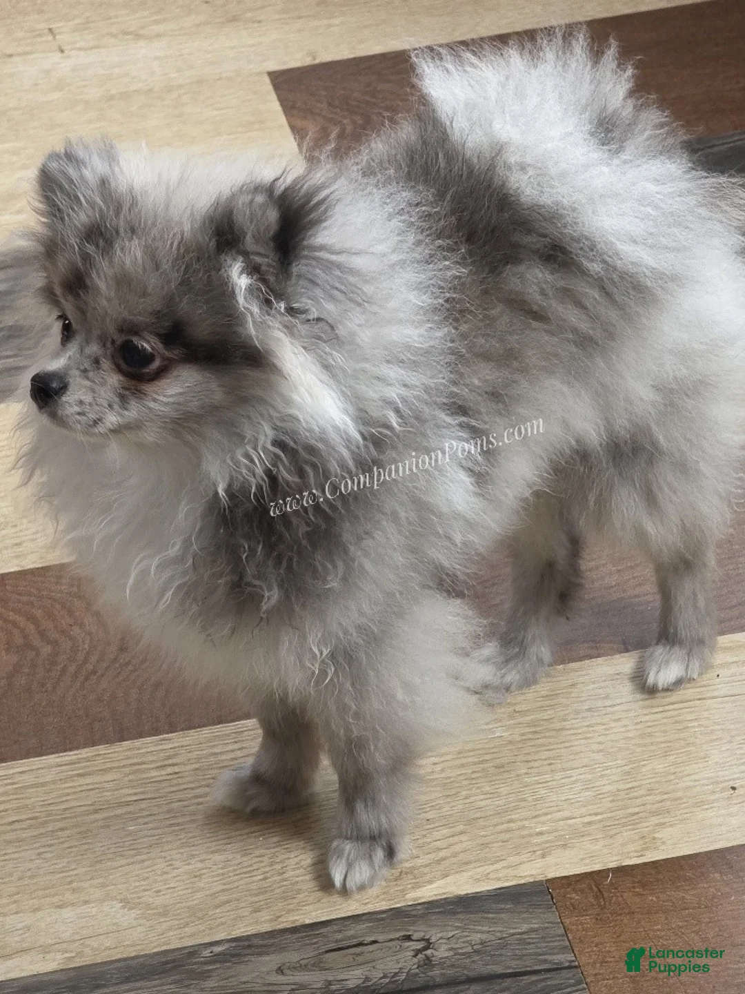 Pomeranian dogs for sale: Tiki Blue Merle - Ad 8