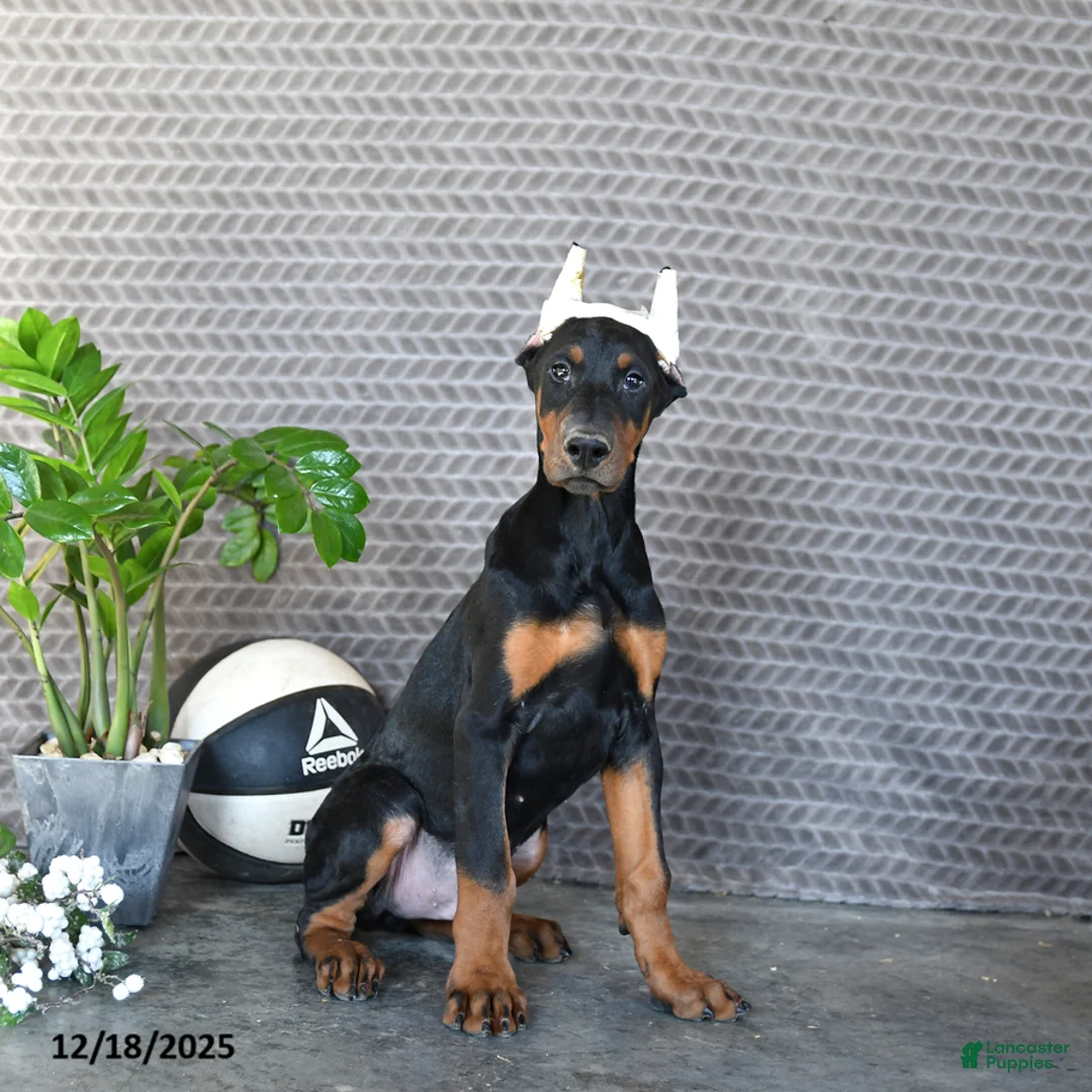 Doberman Pinscher dogs for sale: Zues - Ad 5