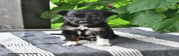 Mixed Breed dogs for sale: Jewel - Ad 3