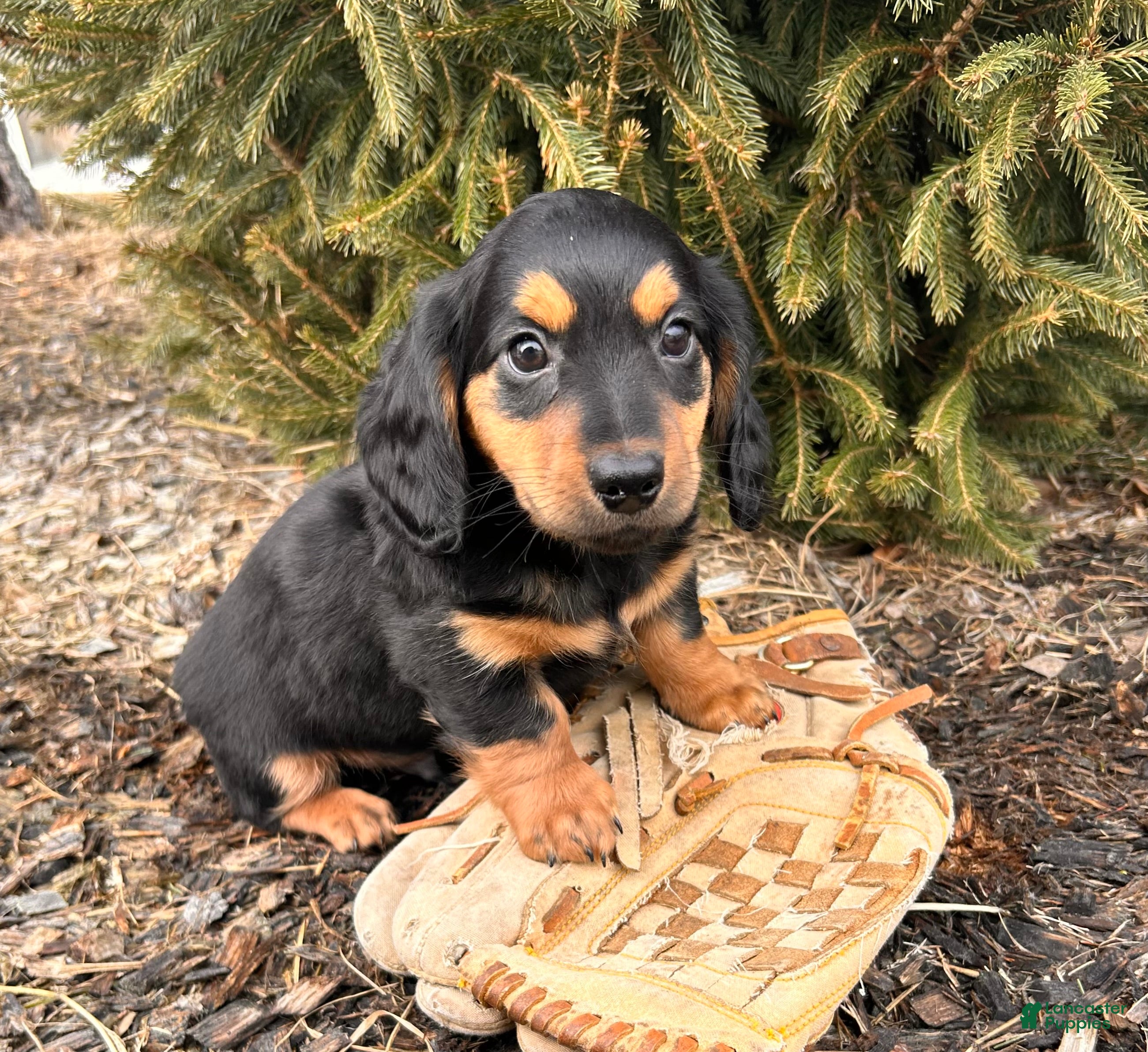 Miniature Dachshund dogs Mack  - Ad 2
