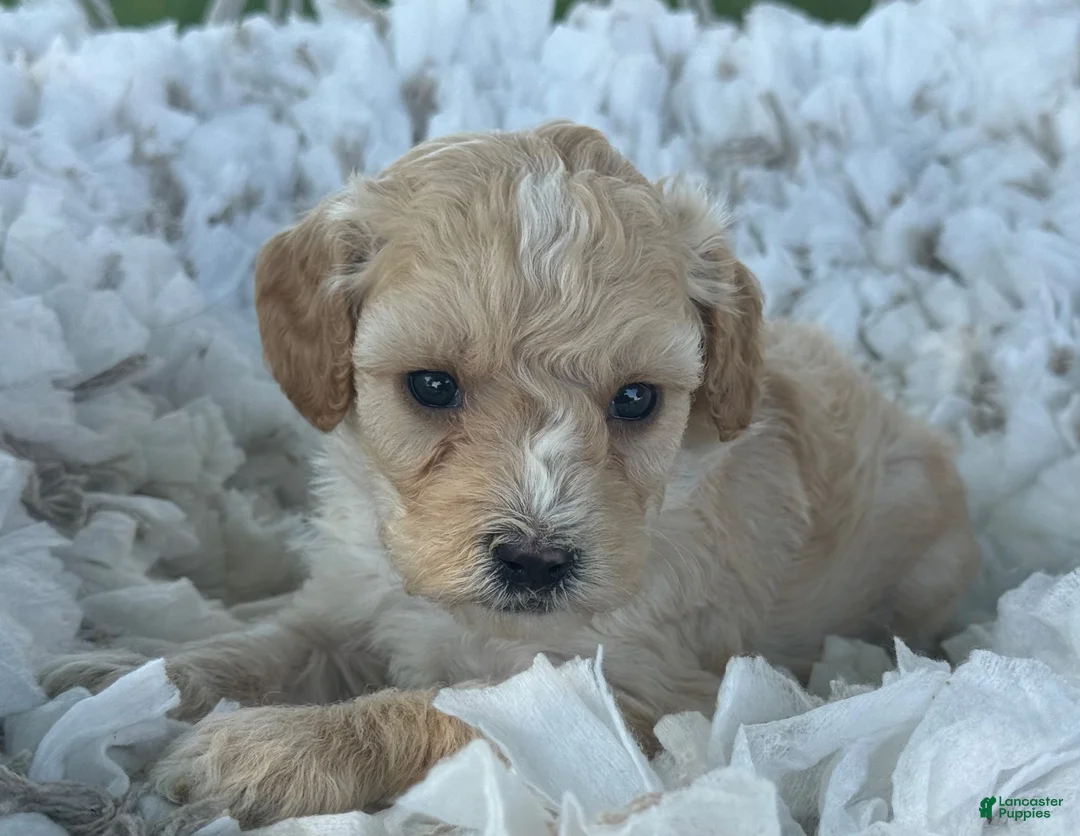 Cavapoo dogs for sale: Cody - Ad 5