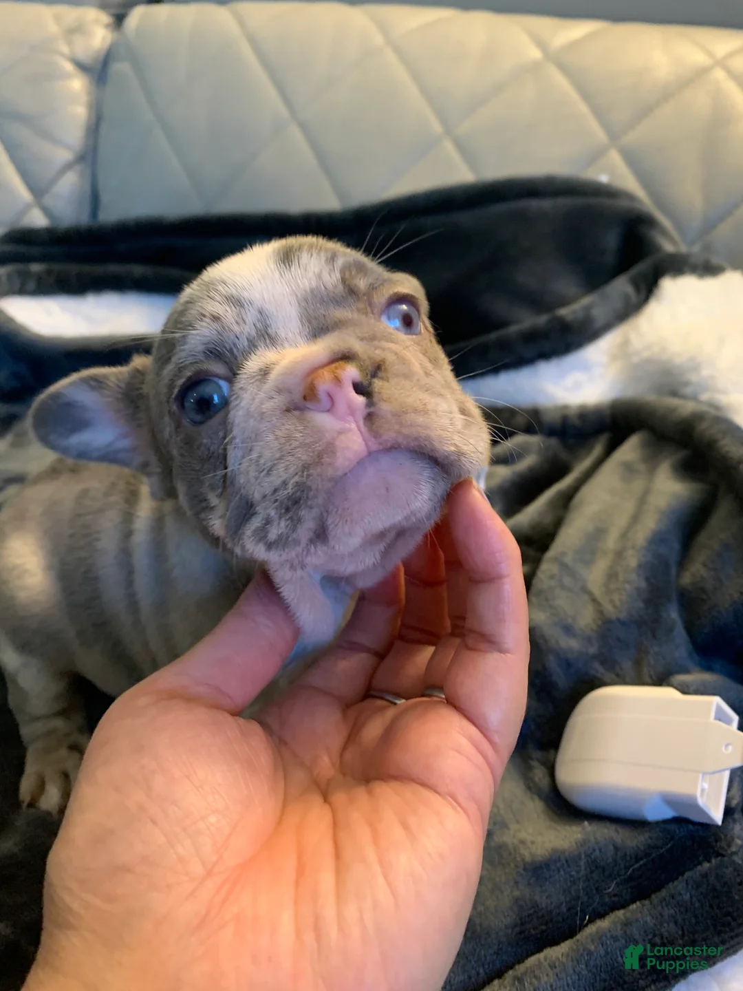 French Bulldog dogs for sale: French Bulldog 7 - Ad 2