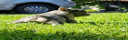 French Bulldog dogs for sale: Mickey - Ad 9