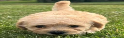 Miniature Labradoodle dogs for sale: Gigi - Ad 10