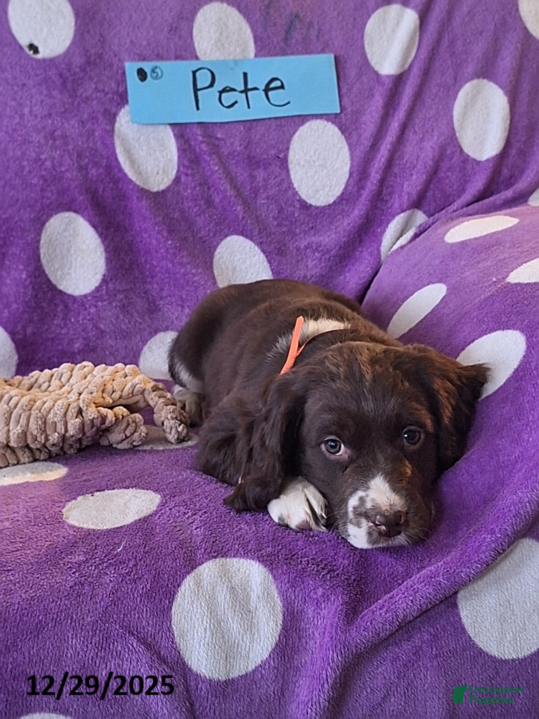 English Springer Spaniel dogs for sale: Pete - Ad 3