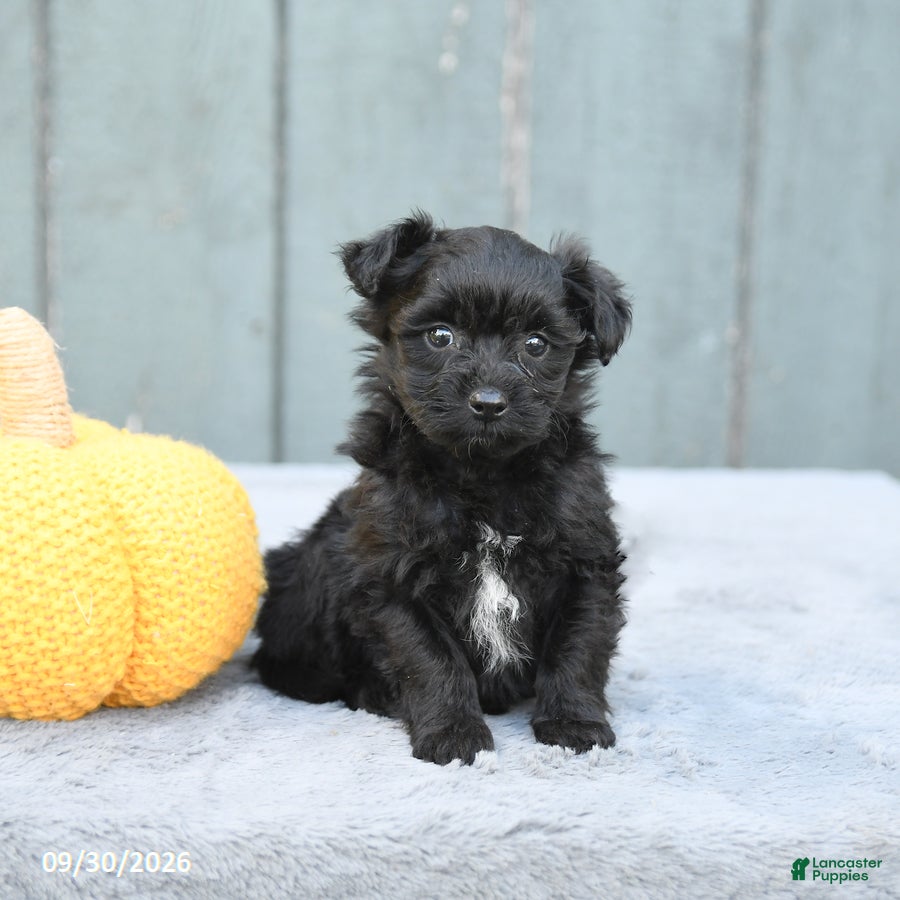 Pomapoo dogs Julie  - Ad 2