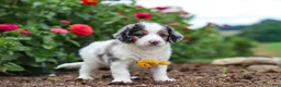 Mini Bernedoodle dogs for sale: Herbie - Ad 5