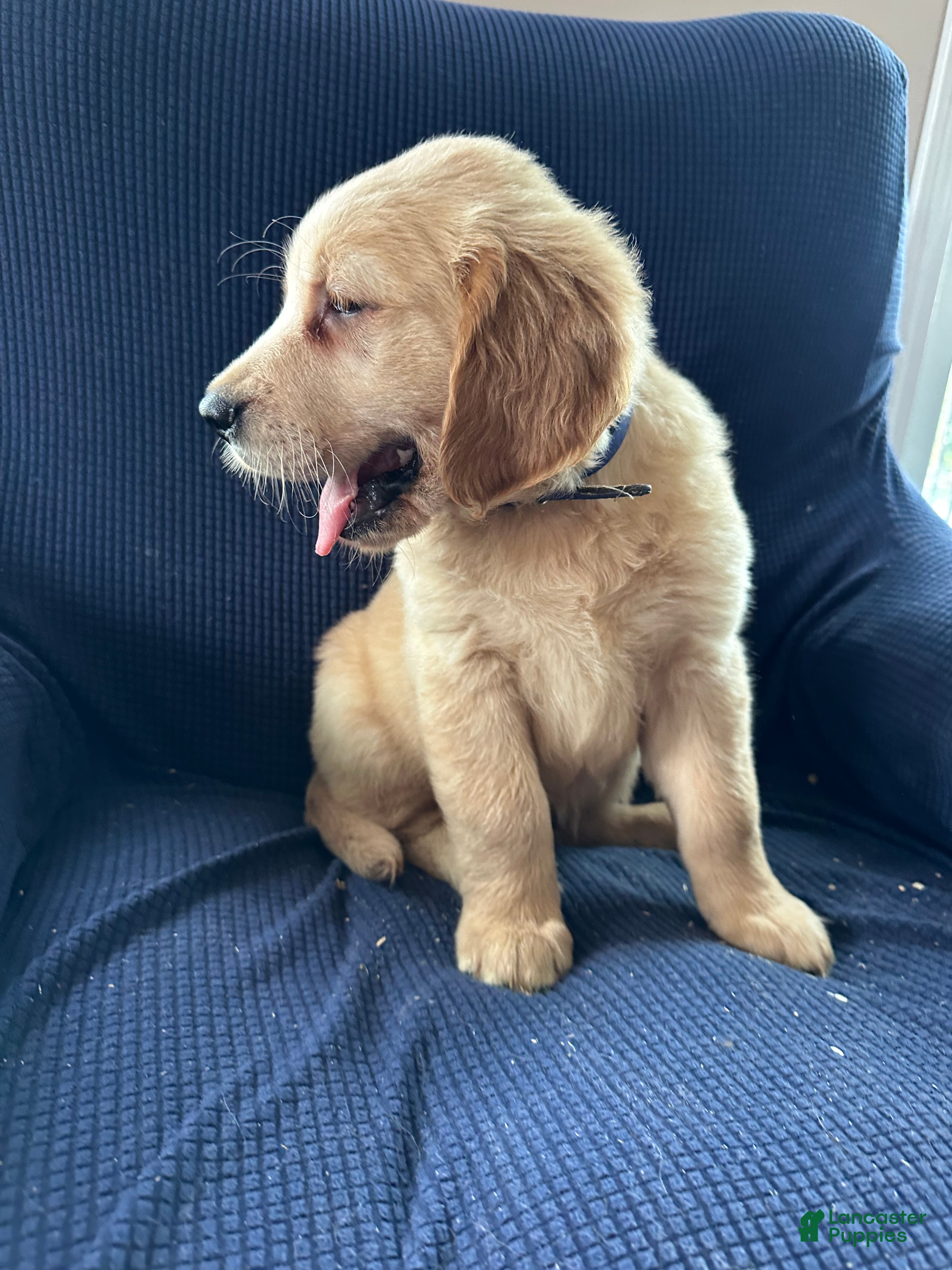 Mixed Breed dogs Mixed Breed Puppy 1 blue collar - Ad 2