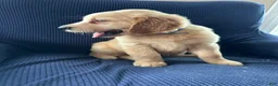 Mixed Breed dogs for sale: Mixed Breed Puppy 1 blue collar - Ad 2