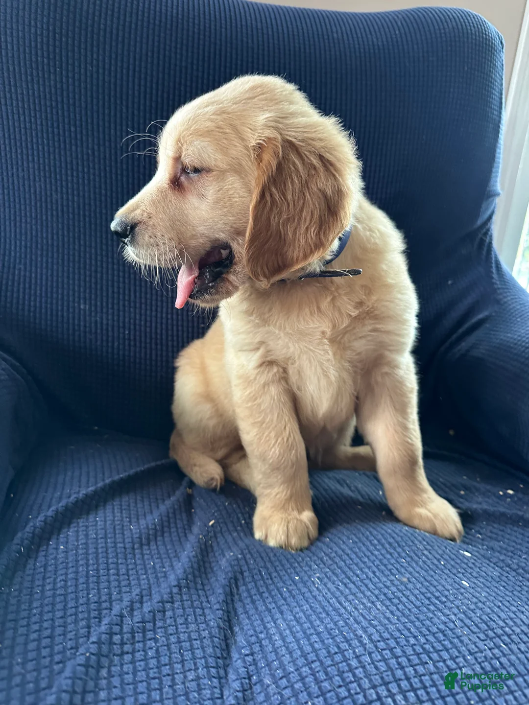 Mixed Breed dogs for sale: Mixed Breed Puppy 1 blue collar - Ad 2