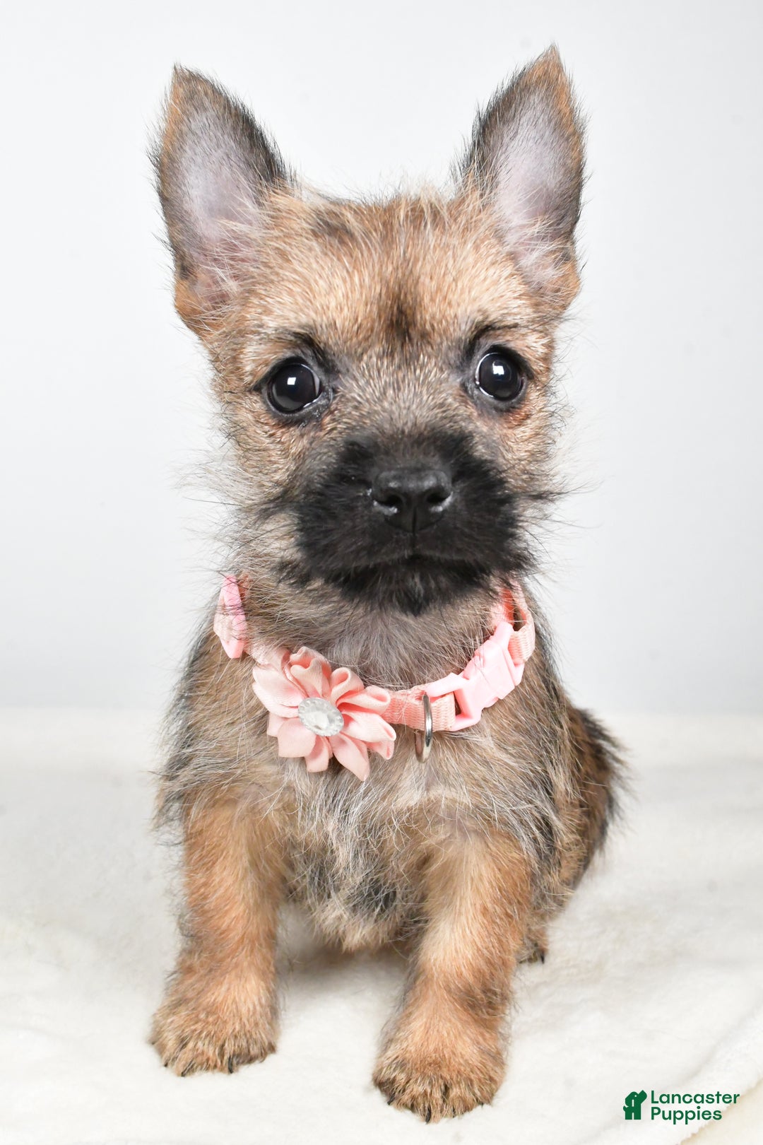 Cairn Terrier dogs for sale: Trisa - Ad 6