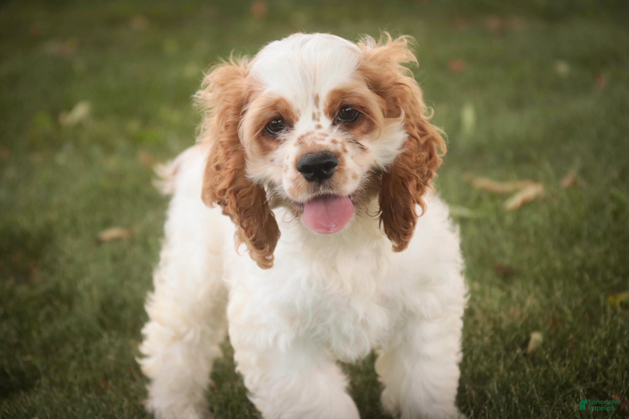 Cocker Spaniel dogs Angus Cocker Spaniel  - Ad 1