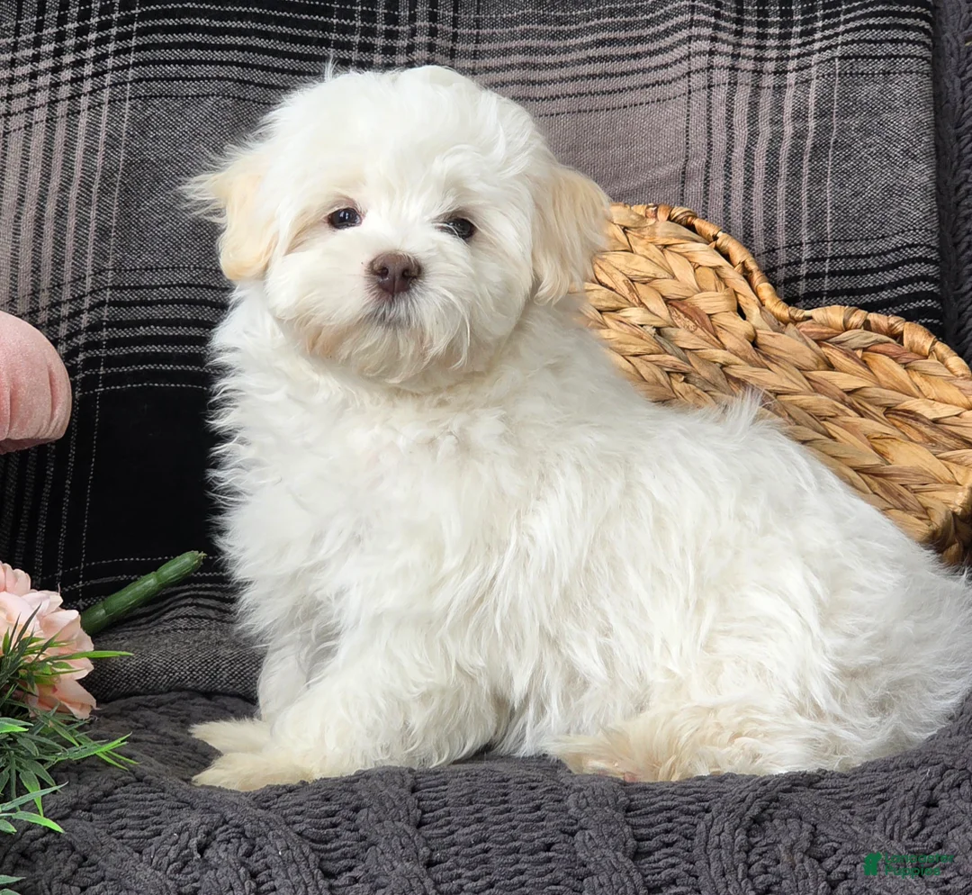 Maltese dogs for sale: Cloud - Ad 4