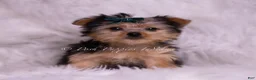 Yorkshire Terrier dogs for sale: Skeeter - Ad 5