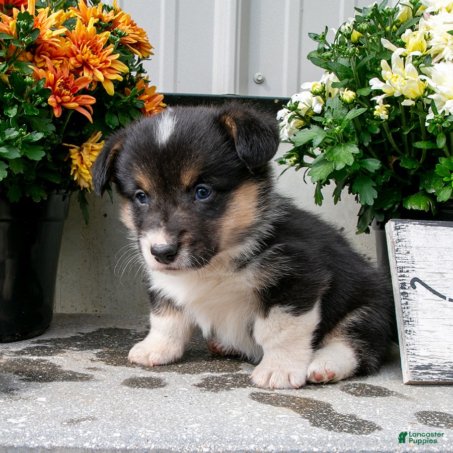 Welsh Corgi Pembroke dogs Oakley - Ad 1