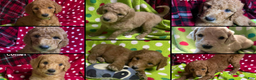 Goldendoodle dogs for sale: Donner - Ad 2