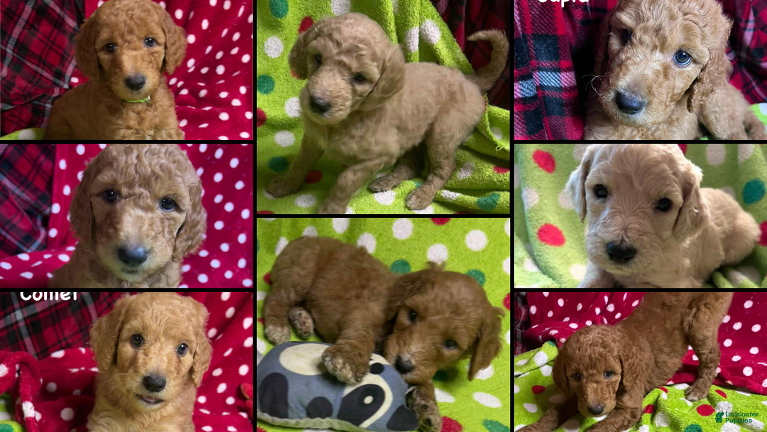 Goldendoodle dogs for sale: Donner - Ad 2
