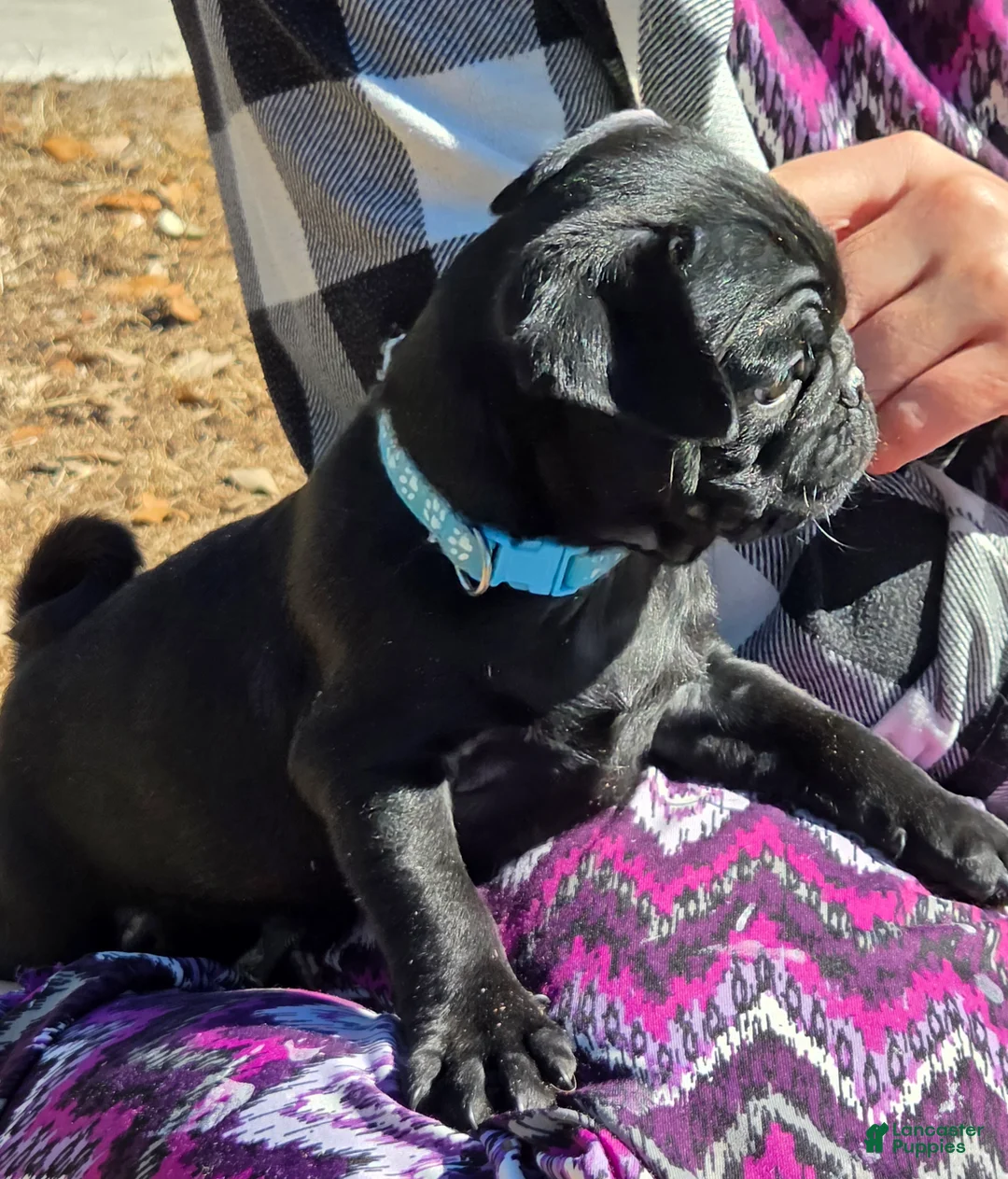 Pug dogs for sale: Archie  - Ad 3