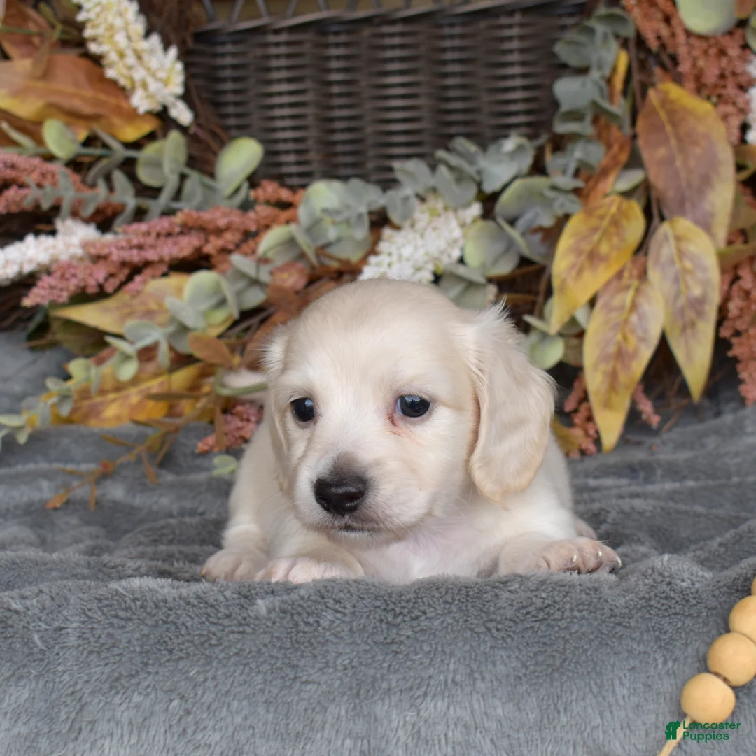 Miniature Dachshund dogs for sale: Biscuit  - Ad 2