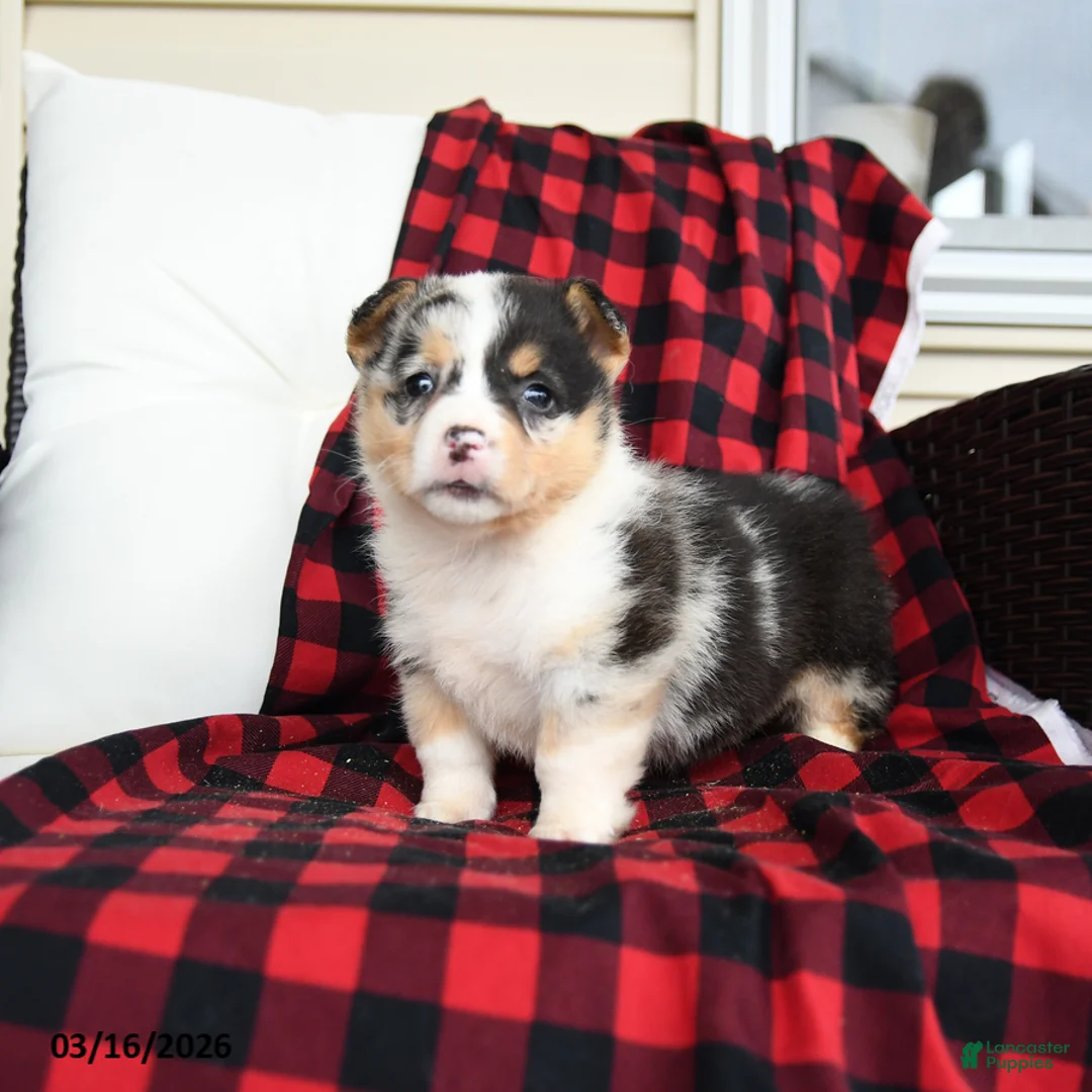Welsh Corgi Pembroke dogs for sale: Feebee - Ad 3