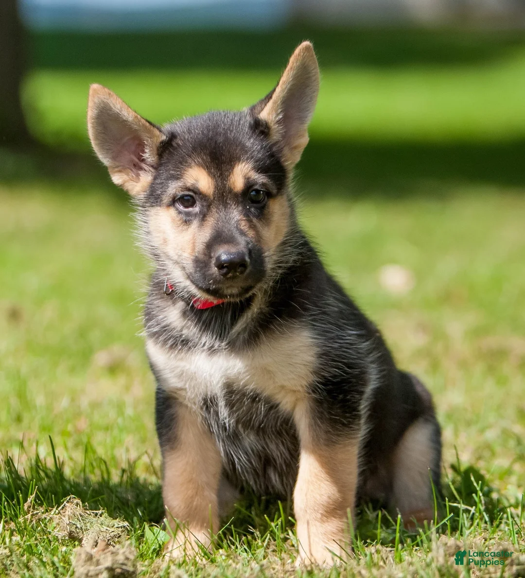 Gallery Image {{count}}