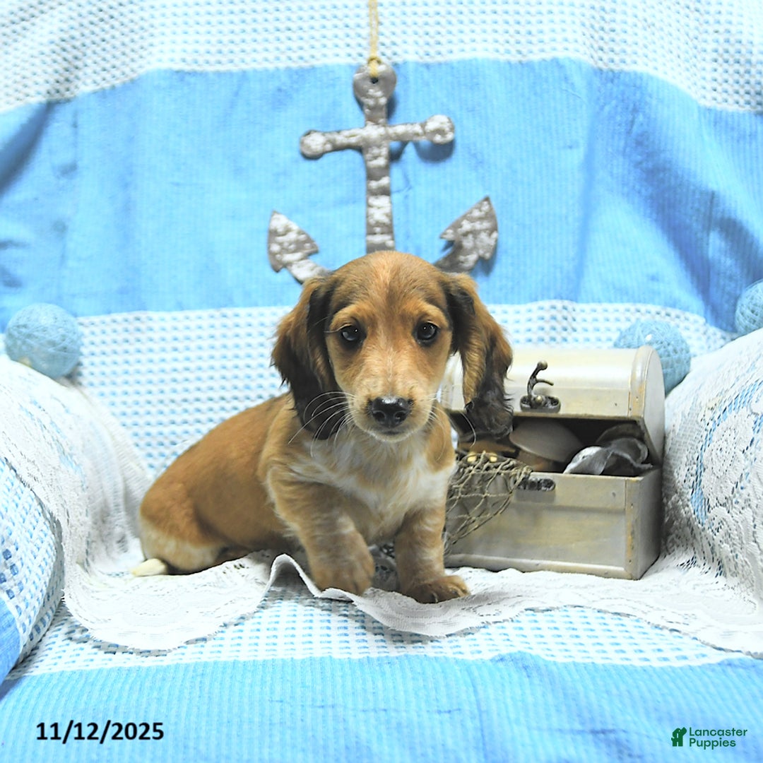 Miniature Dachshund dogs for sale: Aspen - Ad 10