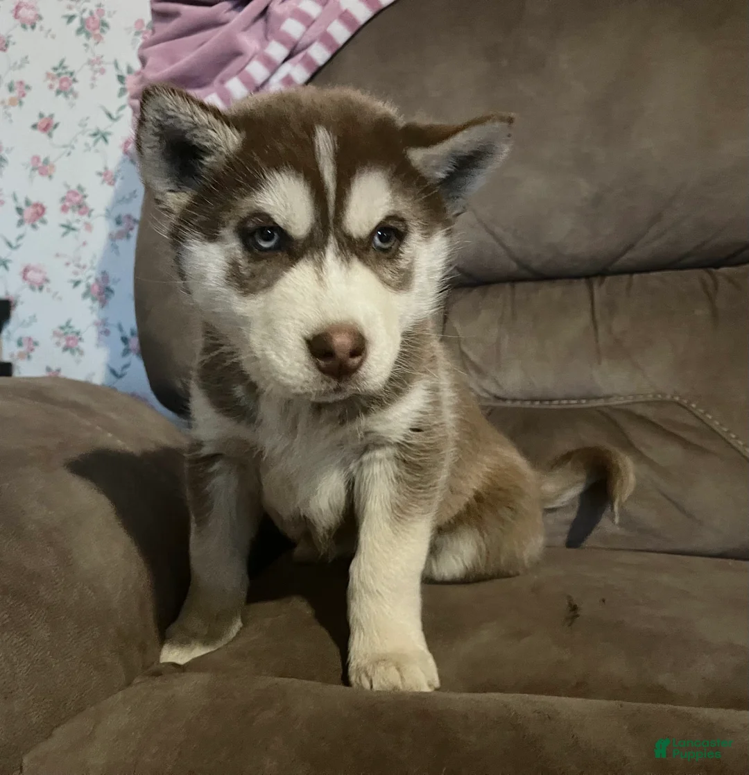 Siberian Husky dogs for sale: Siberian Husky Puppy 3 - Ad 2