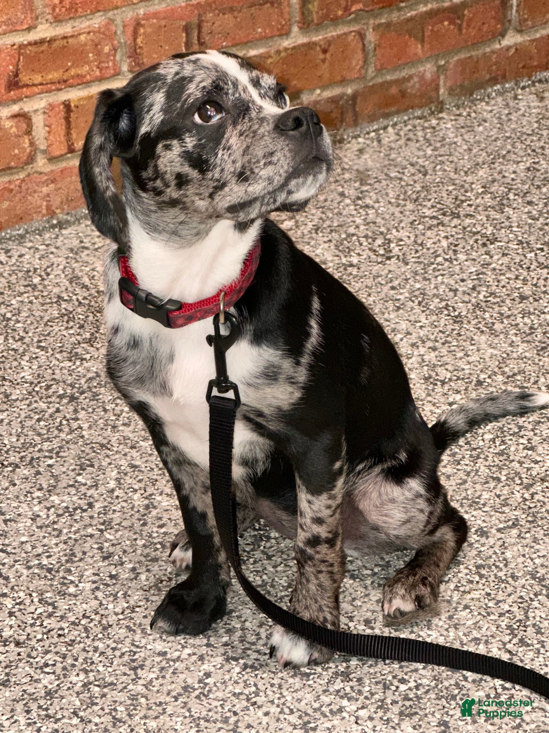 Puggle dogs for sale: Puggle Puppy 1 - Ad 2