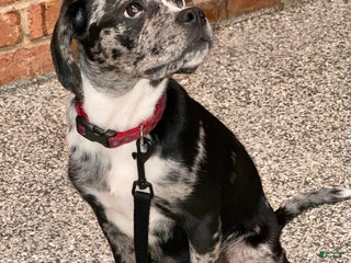 Puggle dogs Puggle Puppy 1 - Ad 38